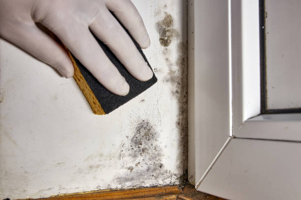 Best Commercial Mold Inspection  in Linn, MO